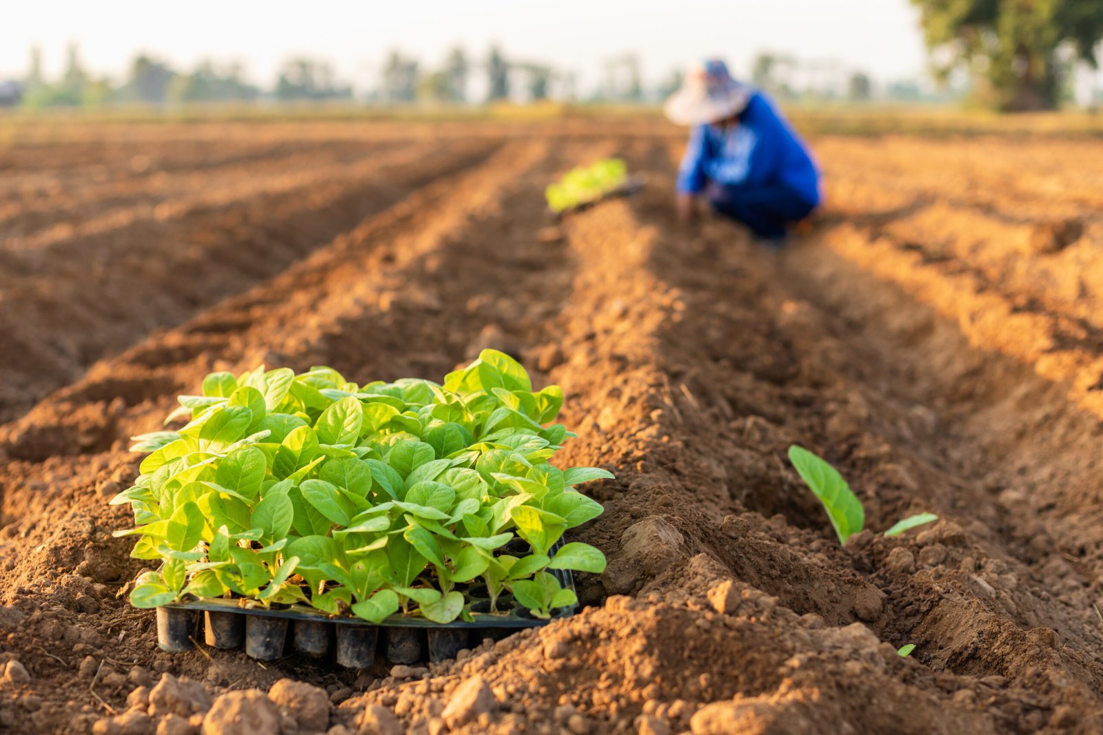 Farming